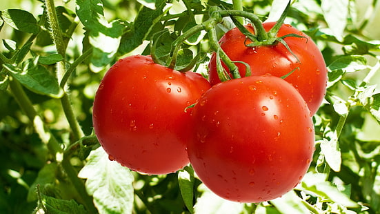 kilka pomidorów, pomidory, krople, trawa, liście, Tapety HD HD wallpaper
