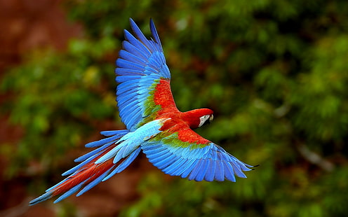 Amerika papağanı, kuşlar, papağan, egzotik, HD masaüstü duvar kağıdı HD wallpaper
