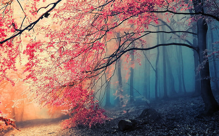 árvores de folhas vermelhas pintura, árvores, natureza, outono, floresta, HD papel de parede