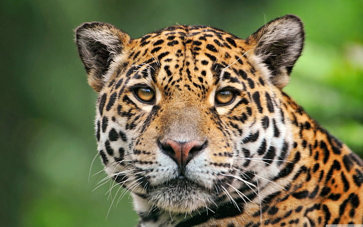 Jaguar faccia macrofotografia sfondo HD, carta da parati leopardo, Sfondo HD
