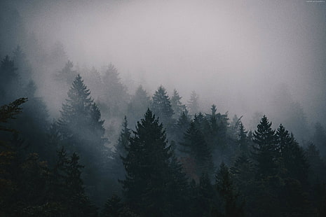 alberi, nebbia, foresta, 5k, 4k, Sfondo HD HD wallpaper