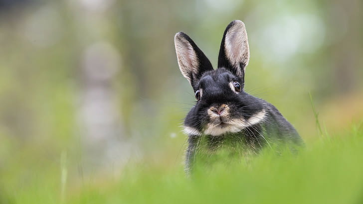 rabbits, animals, HD wallpaper