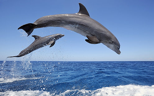 Дельфины, выпрыгивая из воды, брызги, небо, горизонт, Дельфины, прыжки, вода, брызги, небо, горизонт, HD обои HD wallpaper