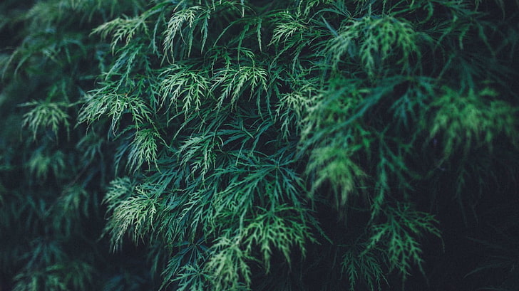 녹색 잎, 숲, HD 배경 화면
