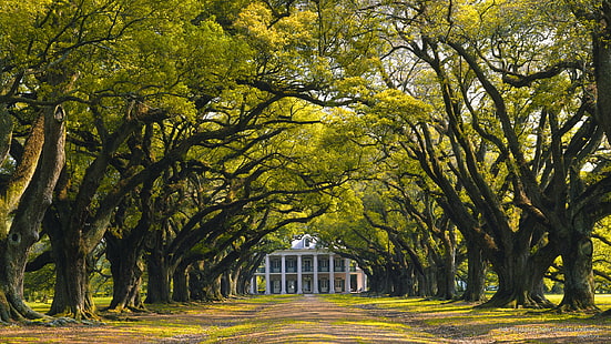 Perkebunan Oak, New Orleans, Louisiana, Arsitektur, Wallpaper HD HD wallpaper