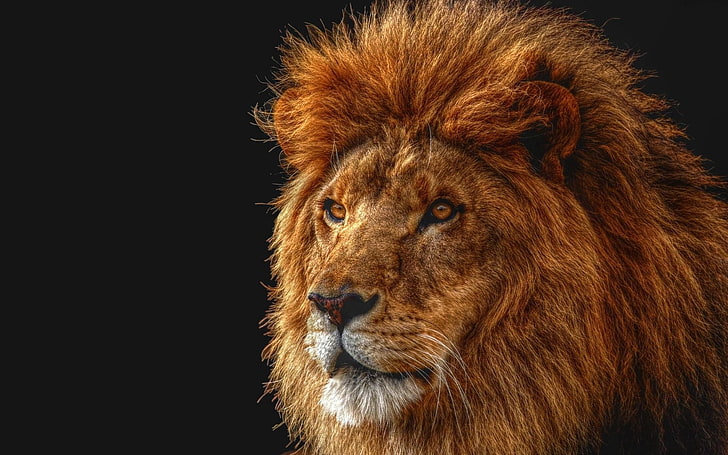 茶色のライオン、ライオン、影、たてがみ、目、獣の王、捕食者、 HDデスクトップの壁紙