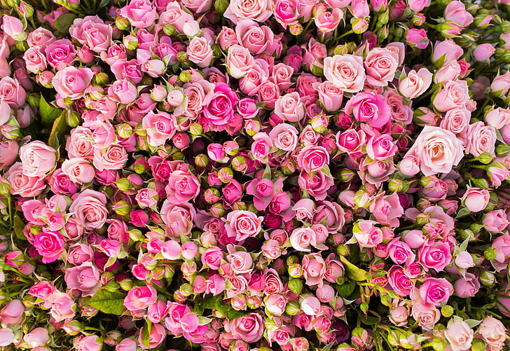 pink rose flower, flowers, roses, pink, buds, a lot, HD wallpaper