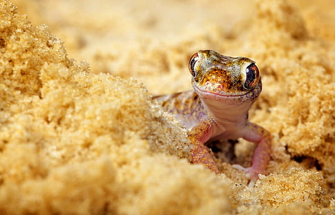 Lagarto en la arena de la playa, gecko verde, animales, lagarto, animal, lindo, ojos, arena, Fondo de pantalla HD HD wallpaper