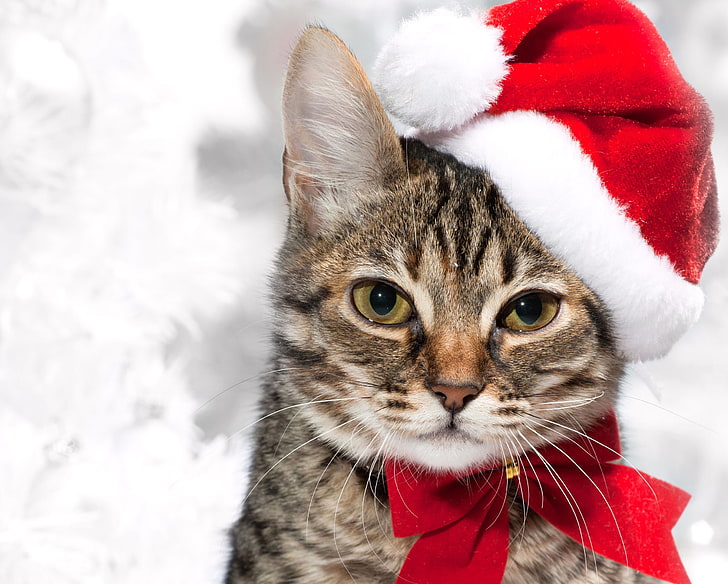 قطة بني مبرقع وقبعة سانتا ، قطة ، وجه ، قبعة مخططة، خلفية HD
