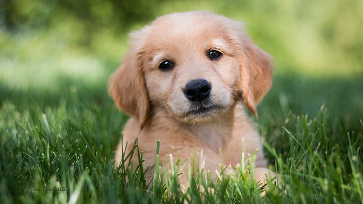 golden retriever dog puppy, HD wallpaper