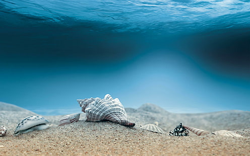 قذائف قاع البحر ، أصداف بحرية متنوعة ، طبيعة ، قذائف ، قاع البحر، خلفية HD HD wallpaper