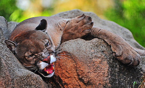 grandes felinos, jaguares, animales, pumas, vida silvestre, colmillos, marrón, roca, Fondo de pantalla HD HD wallpaper
