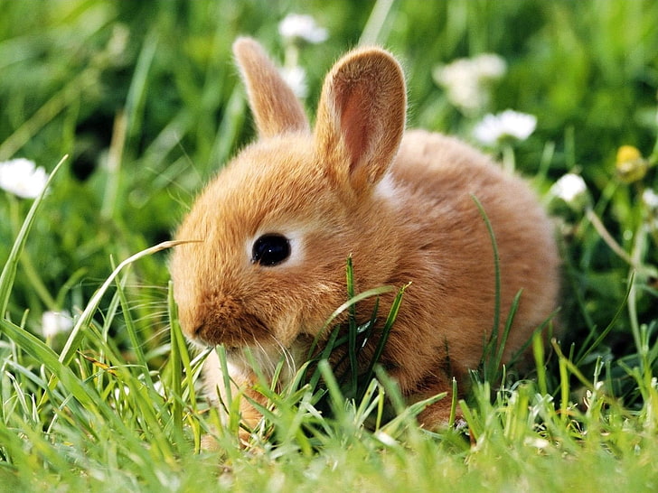 коричневый зайчик, кролик, трава, лазить, колосья, HD обои