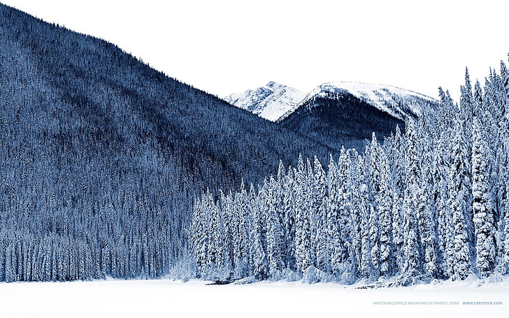 природа, пейзаж, дървета, зима, сняг, HD тапет