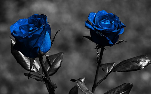 blå ros, ros, blå, blommor, löv, kreativ, HD tapet HD wallpaper