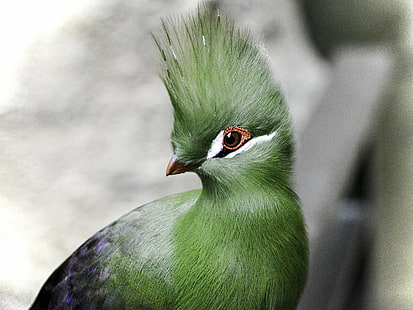 фотография отблизо на зелена птица, турако, турако, Гвинея Турако, портрет, фотография отблизо, зелена птица, гвинея турако, птица, животно, дива природа, природа, клюн, перо, многоцветни, HD тапет HD wallpaper