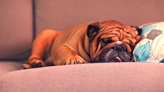 Fransk bulldog sova, fransk, bulldog, sova, HD tapet HD wallpaper