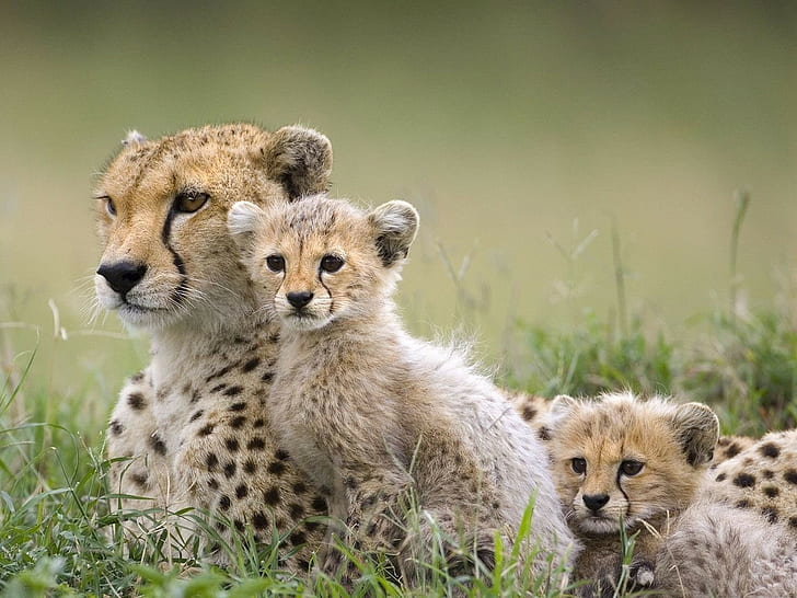 Tiere Tierbabys Geparden, HD-Hintergrundbild
