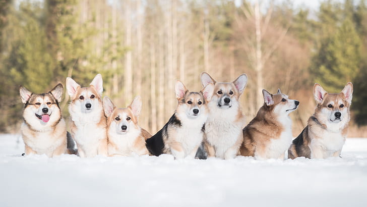 winter, dogs, snow, friends, Welsh Corgi, HD wallpaper