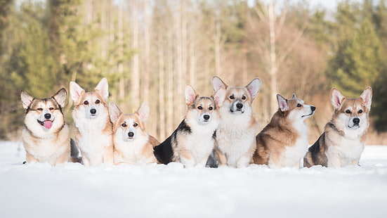 zima, psy, śnieg, przyjaciele, Welsh Corgi, Tapety HD HD wallpaper