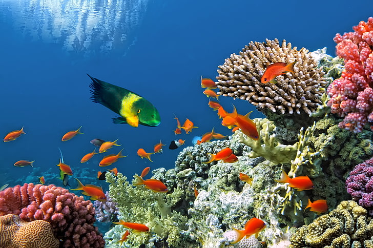 Schule der Orangenfische, Fische, Unterwasserwelt, Unterwasser, Ozean, Fische, tropisch, Riff, Koralle, Korallenriff, HD-Hintergrundbild