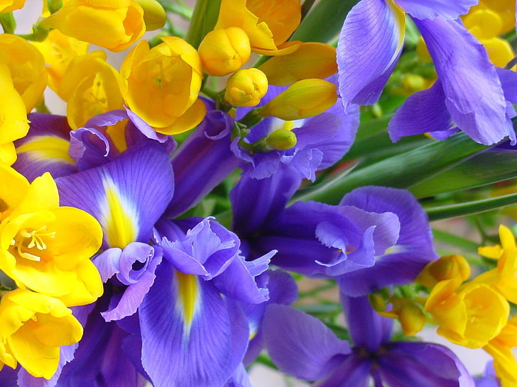 黄色と紫の花、紫と黄色の花のロット、自然、花、花、黄色、紫、 HDデスクトップの壁紙