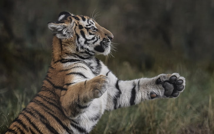 tiger cub, tiger, paws, grass, young, playful, HD wallpaper