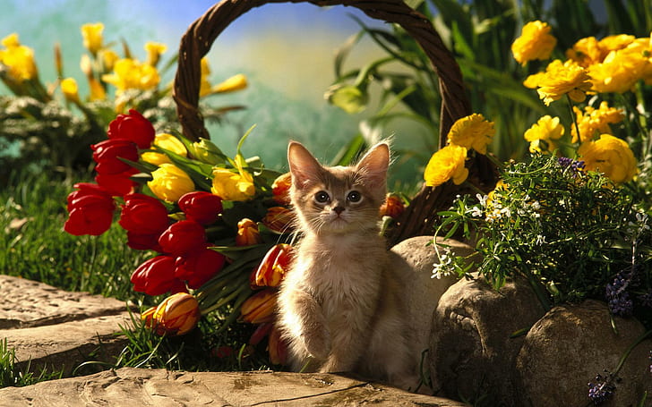Lale arasında şirin yavru kedi, turuncu tabby yavru kedi, Lale, çiçek, yavru kedi, şirin, sepet, hayvanlar, HD masaüstü duvar kağıdı