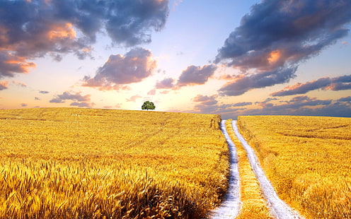 حصاد القمح والقمح والحصاد، خلفية HD HD wallpaper
