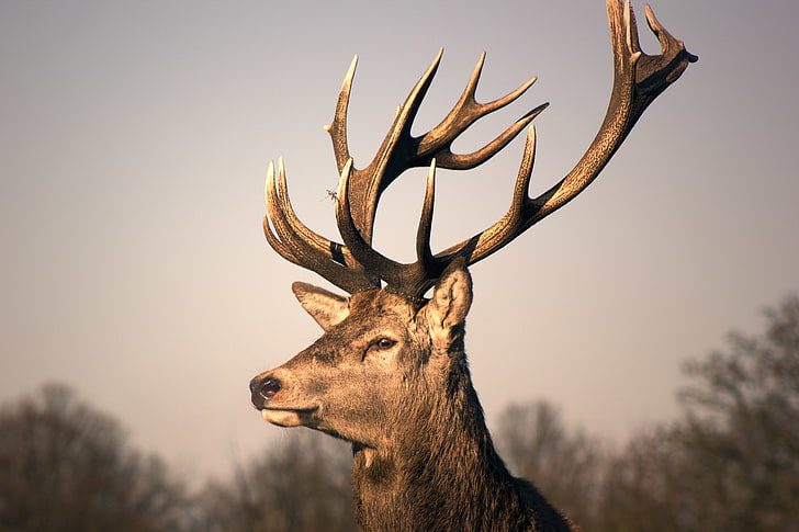 brown male deer, deer, horns, photo, photographer, male, Jamie Frith, HD wallpaper