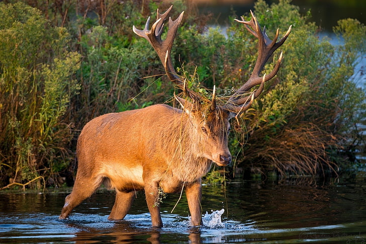 deer, horns, muzzle, pond, thickets, HD wallpaper