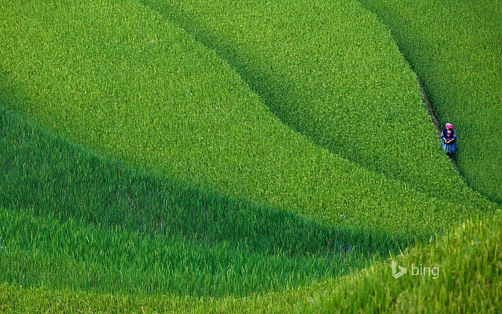 Chinese rice fields-Bing wallpaper, green grass field, HD wallpaper