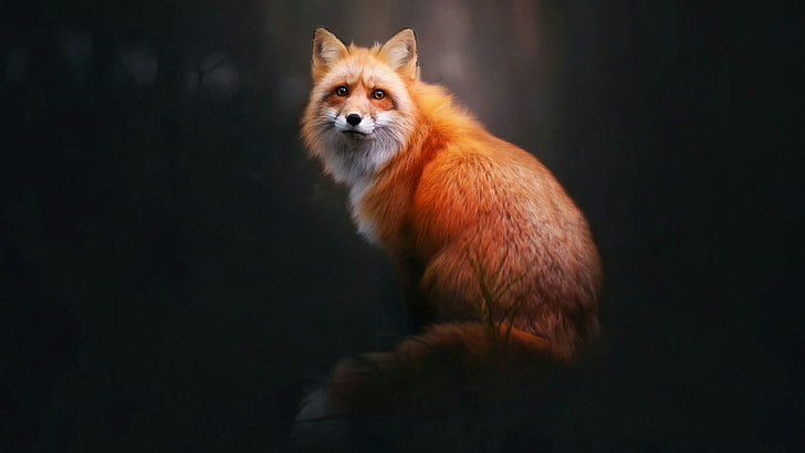 animals, fox, red fox, mammal, photograph, fauna, wildlife, wild animal, whiskers, fur, HD wallpaper