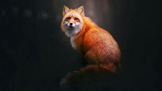животни, лисица, червена лисица, бозайник, снимка, фауна, дива природа, диво животно, мустаци, козина, HD тапет HD wallpaper
