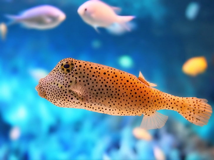 brown and black puffer fish, fish, underwater, color, exotic, HD wallpaper