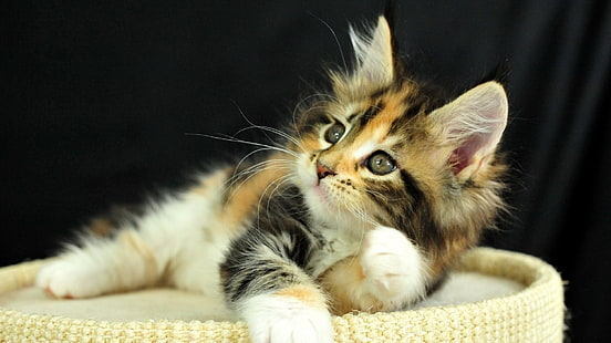 коричневый и белый полосатый кот, животные, кот, HD обои HD wallpaper