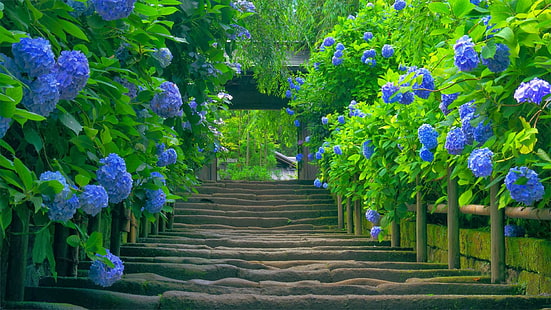 Naturale, bellissimo verde, ortensie blu, naturale, bello, verde, Sfondo HD HD wallpaper