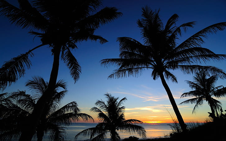 Morze, niebo, chmury, palmy, sylwetka, zdjęcie sylwetki drzew kokosowych, morze, niebo, chmury, palmy, drzewa, sylwetka, Tapety HD