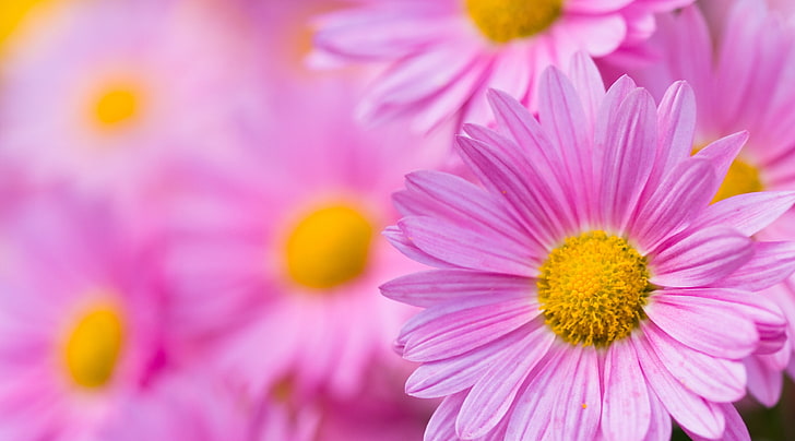 Pink Chrysanthemum, pink petaled flower, Cute, Autumn, Yellow, Pink, Flowers, Plants, Macro, Fall, Chrysanths, Mums, chrysanthemum, HD wallpaper