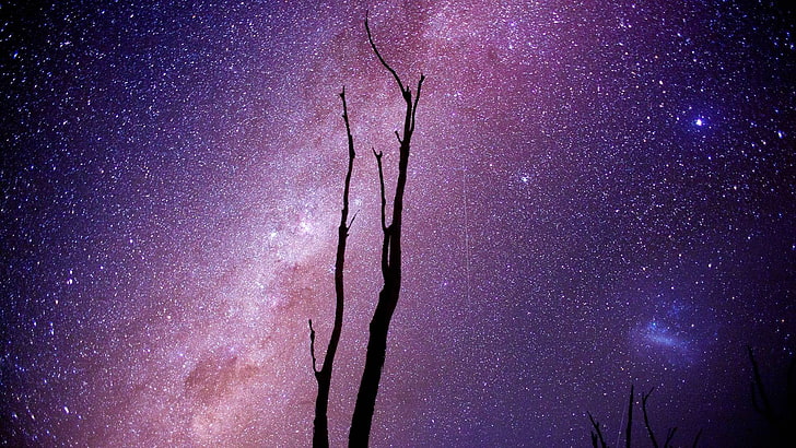 ภาพเงาต้นไม้เปล่าอวกาศดวงดาวภาพเงาศิลปะอวกาศศิลปะดิจิทัล, วอลล์เปเปอร์ HD