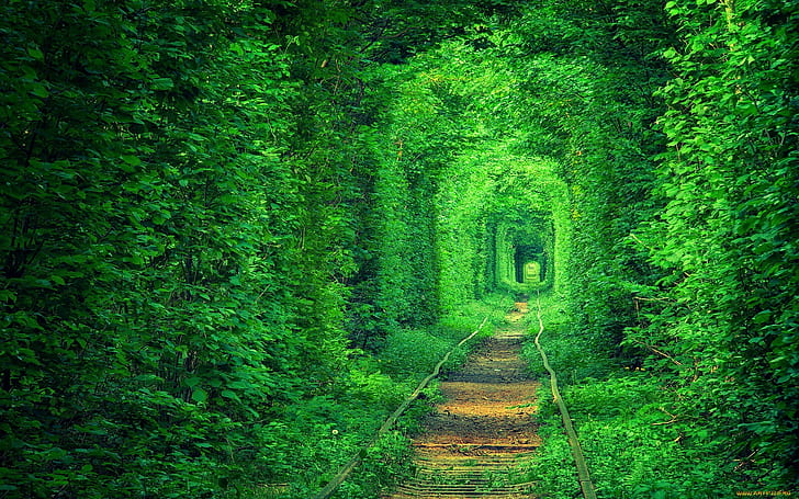 зеленый, туннель, тропинка, природа, лес, деревья, железная дорога, растения, HD обои
