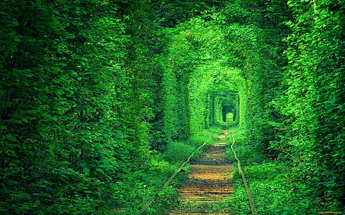 зелено, тунел, пътека, природа, гора, дървета, железопътна линия, растения, HD тапет HD wallpaper