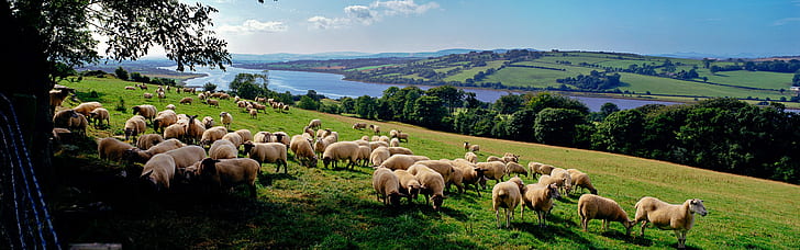 Много овец, сельская ферма, Много овец, Сельская местность, Ферма, HD обои