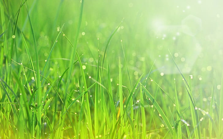 Beautiful Sparkling Green Grass, sparkling, nature, grass, beautiful, 3d and abstract, HD wallpaper