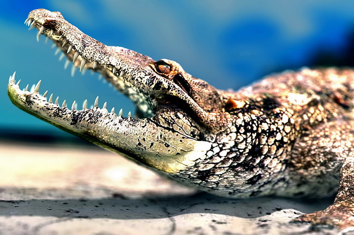 animals, crocodiles, reptiles, HD wallpaper