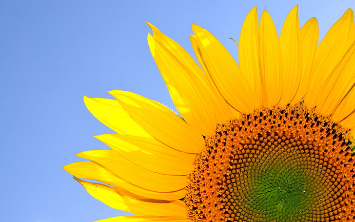 Summer plant sunshine sunflower petal, HD wallpaper