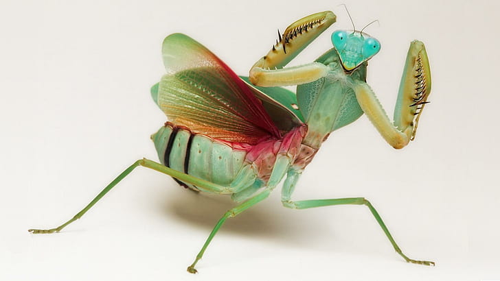 Colourful Shieldmantis, merapatkan, belalang, alam, indah, mantide, hewan, shieldmantis, serangga, berwarna-warni, pelangi colore, Wallpaper HD