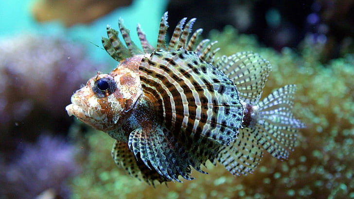 Young Lionfish, tentacles, lionfish, coral, stripes, animals, HD wallpaper