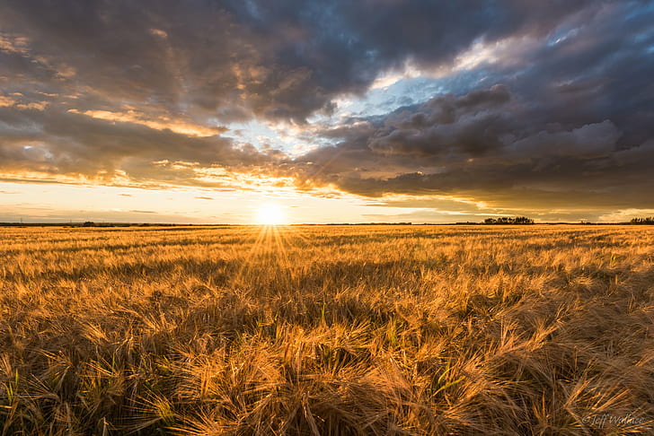 Golden wheat fields HD wallpapers free download | Wallpaperbetter
