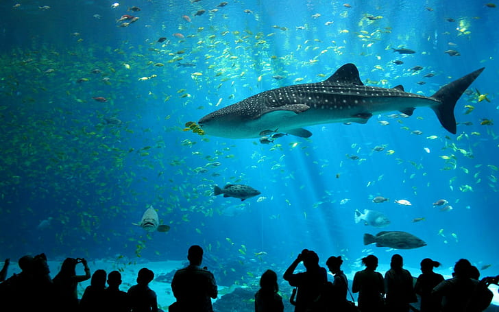 Tubarão-baleia-macho no aquário da Geórgia, imagens, geórgia, preto, agradável, frio, sonhador, peixes, aquário, azul, profundidades, peixe, animal, HD papel de parede